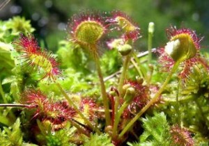 6-bezedne-drosera